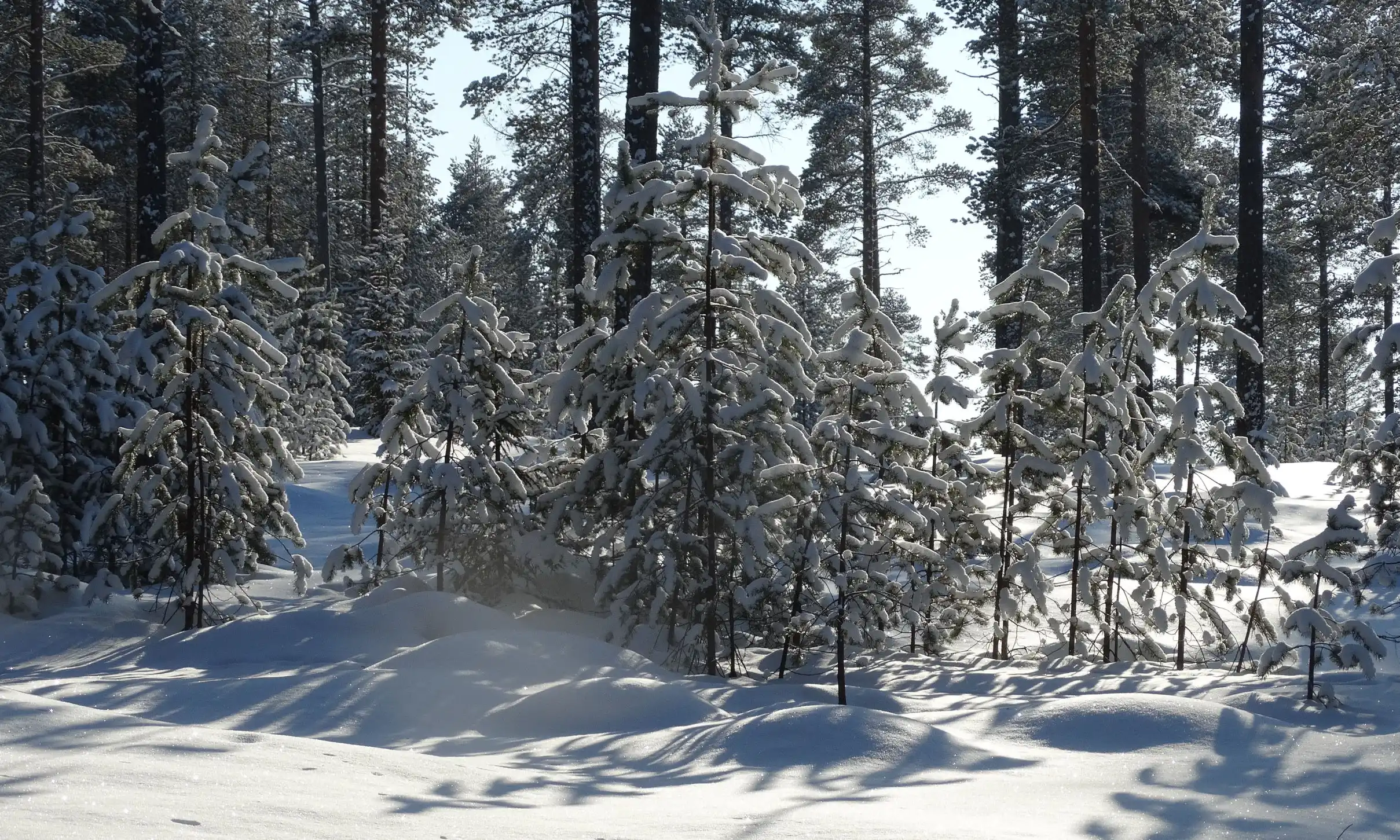 Walks in the heart of winter