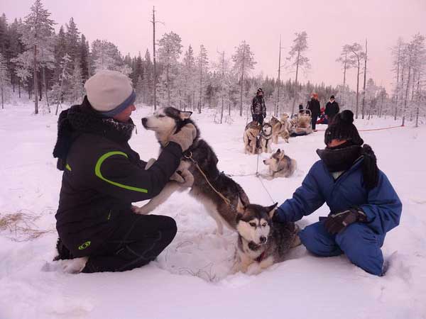 Dogs during a sled ride with Lapland Real in Lapland