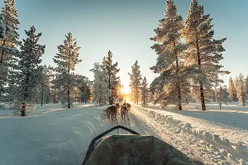 Une sortie en chiens de traîneau dans une forêt de Laponie finlandaise