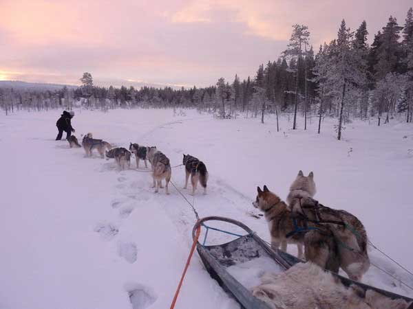 A dog sled ride with Lapland Real is an authentic and immersive experience in Finnish Lapland, allowing you to connect with nature and local traditions, while ensuring unforgettable and environmentally friendly memories.