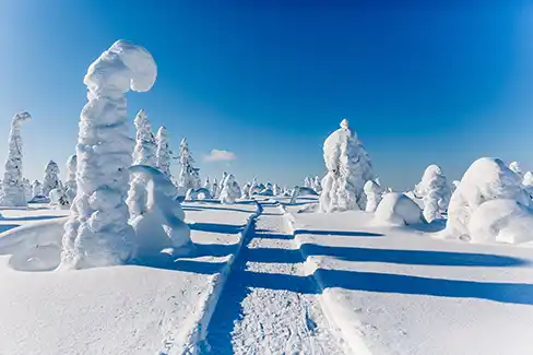 Un paysage typique de la Laponie avec de la Neige qui enveloppe la végétation