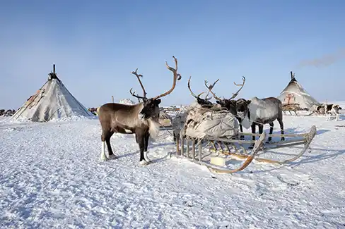 Un renne dans son environnement naturel en Laponie