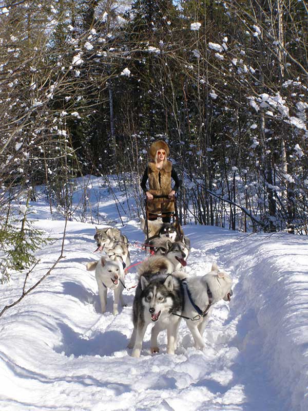 Des sensations uniques quand vous faites un parcours en traîneau tiré par des chiens en Laponie