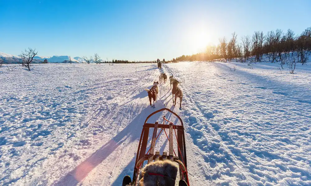 Dog sled