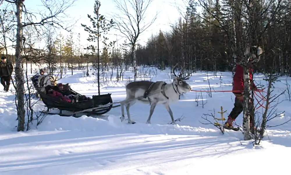 Reindeer sleigh