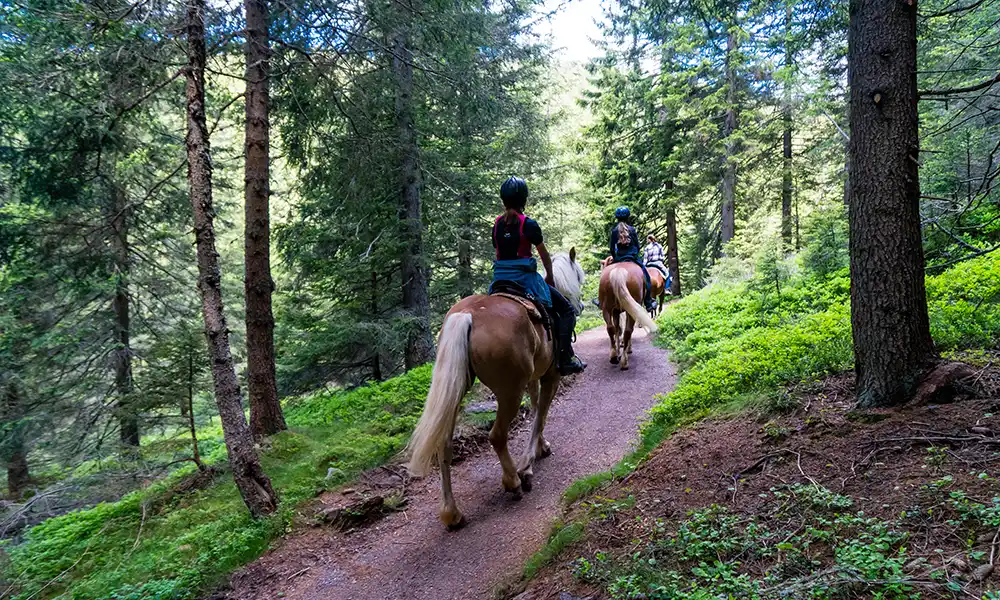 Horse trekking